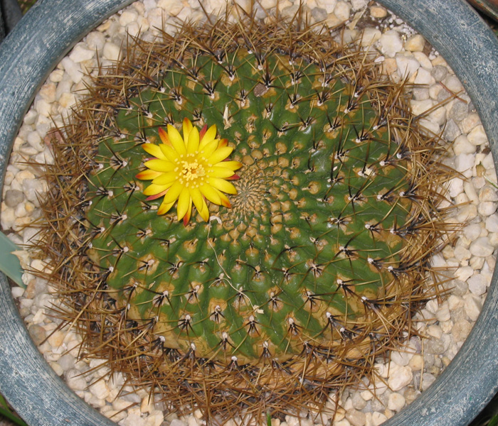 Matucana aureiflora